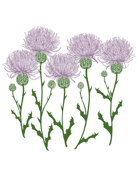 Thistles 